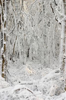 slt_benson brook_129.jpg