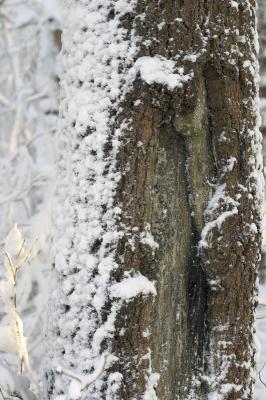slt_benson brook_131.jpg