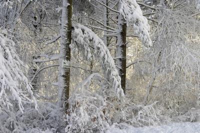 slt_benson brook_145.jpg