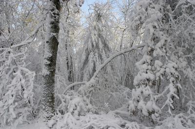 slt_benson brook_168.jpg