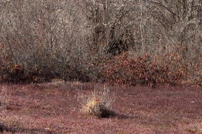 slt_oldrrtrail_211.jpg