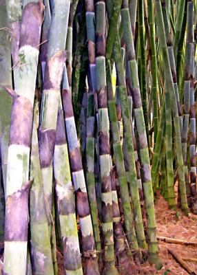 Bamboo - Summit Gardens - Panama 1