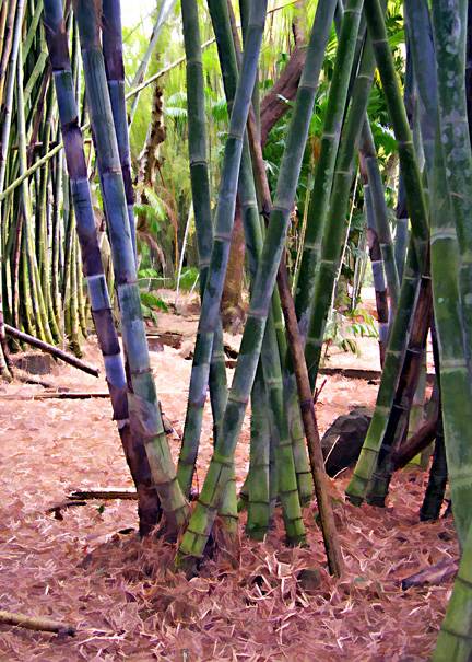 Bamboo - Summit Gardens - Panama 3