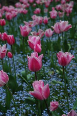 11 Butchart Gardens, Victoria B.C.