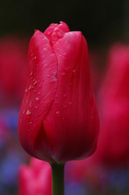 37 Butchart Gardens, Victoria B.C.