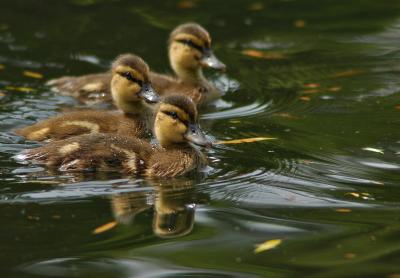 Baby Ducks 156