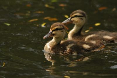 Baby Ducks 19