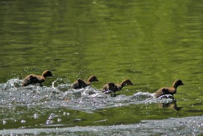 Baby Ducks running on water - 8