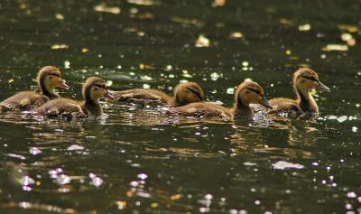 Baby Ducks 9
