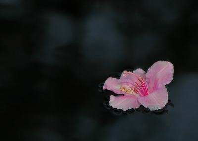 Floating rhododendron 2