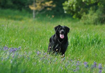 Dog Running in a Meadow 34