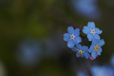 flower5.jpg