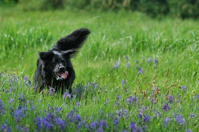 Dog Running through a Meadow 16