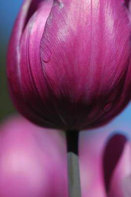 small tulip.jpg