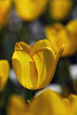 1 small tulip 2.jpg