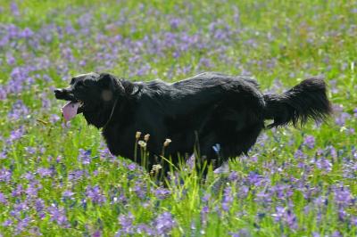 Meadow 16