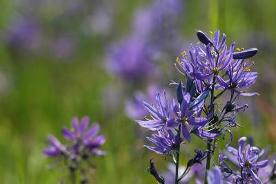 Meadow 17