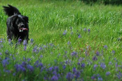 Meadow 19