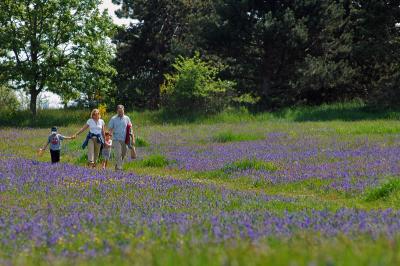 Meadow 20