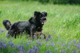 Dog Running in a Meadow