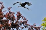 Great Blue Heron 17