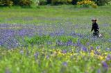Girl Running in a Meadow  3