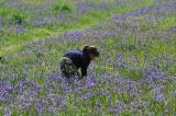 Meadow 31