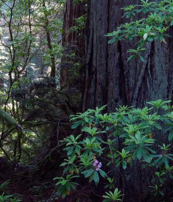 amongst the redwood 2