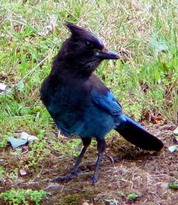 Blue Pajaro