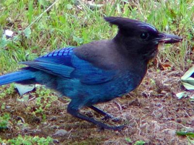 Blue Pajaro 1