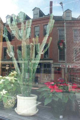 Cactus, in Window