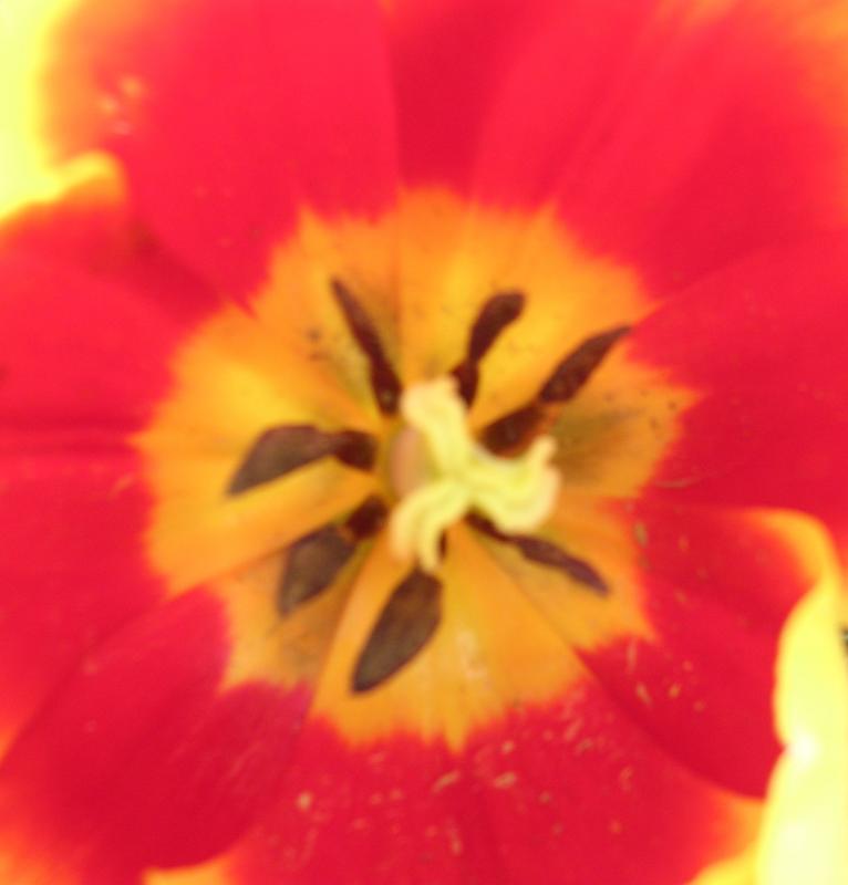 Red/Yellow TulipCenter