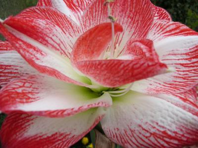 Amaryllis