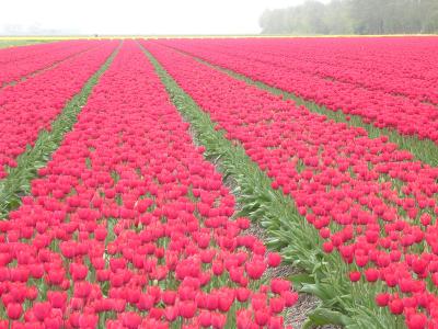 Red Rows of Tulips