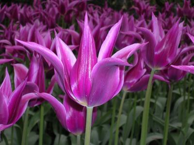 PuplePointyTulips