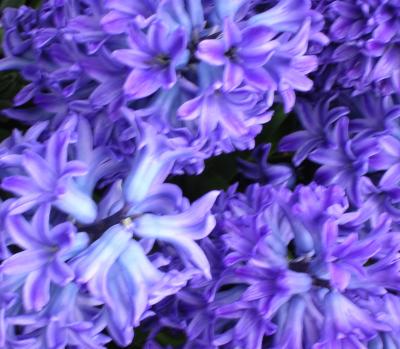 Hyacinth Tops