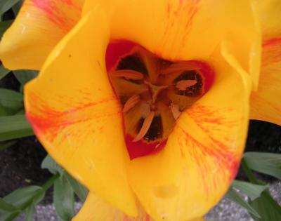 Yellow/red Tulip Center