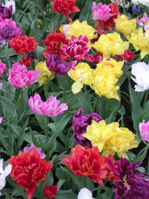 Multicolor Tulips