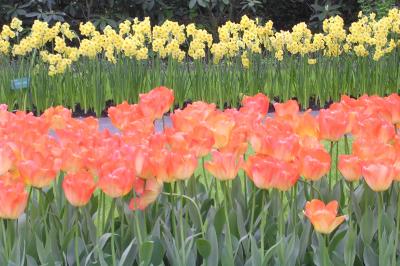 Peach&Yellow Tulips