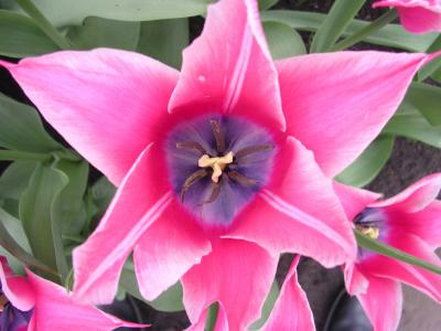 Pink/Purple Star Tulip