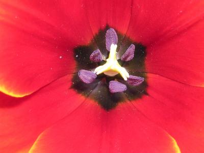 Keukenhof_05