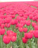 Fields of Red Tulips