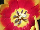 Red/Yellow TulipCenter