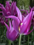 PurplePointyTulip