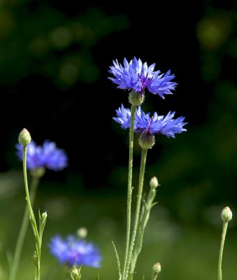 WildFlower7.jpg