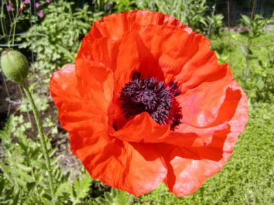 Flowering poppy.jpg