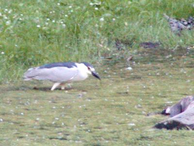 Black-crowned Night-Heron.jpg