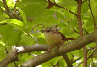 Carolina Wren