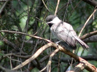 Chickadee juvenile