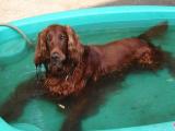Kuba in his pool